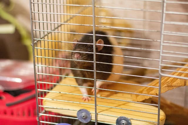 Come Scegliere il Rasoio Elettrico Perfetto per Te